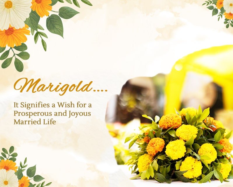 Marigold-