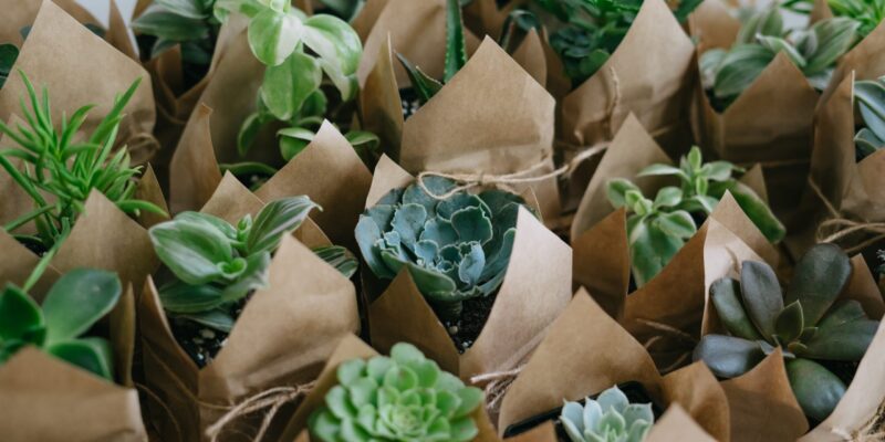 Indoor plant store. A large set of indoor small plants. Flower shop. Succulents in an eco paper bag. Eco friendly reusable eco bag and succulents. Houseplants.