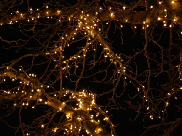 lichterkette-tree-lights-night-dark-wallpaper-preview